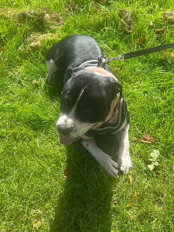 Year-Old Staffordshire Bull Terrier Looking for a Loving Home
