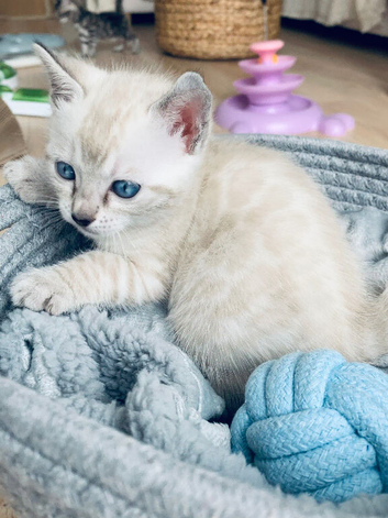 Tica Active Seal Silver Snow Lynx Bengal