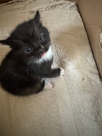 Tortoise shell kittens