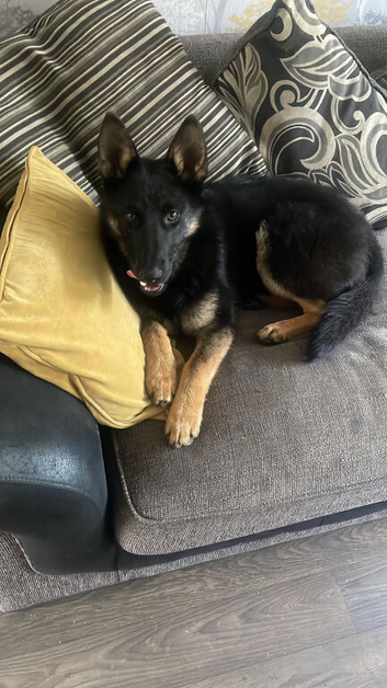 8 month old Belgian shepherd female