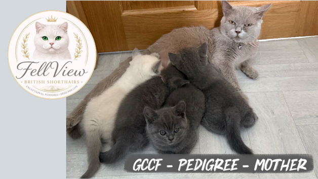 Stunning GCCF BSH Kittens Ready Now