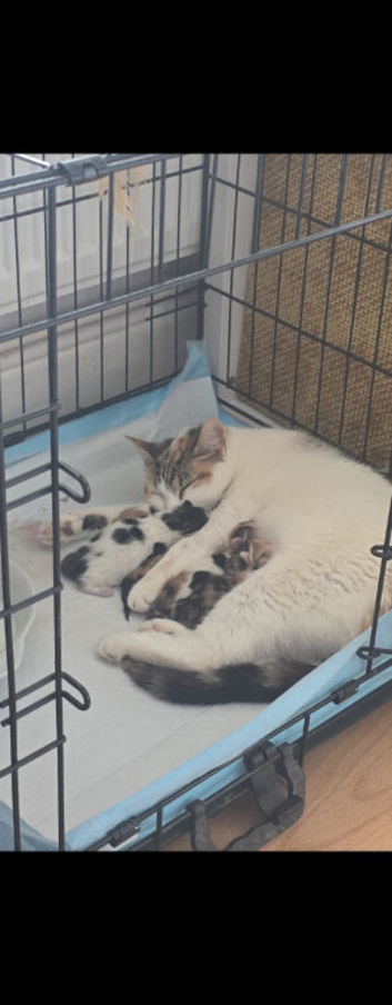 3 calico girl kittens for sale 5and half weeks old