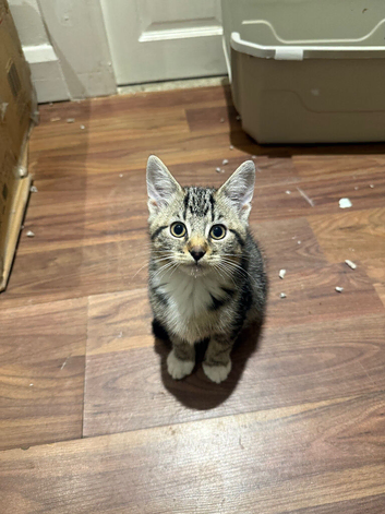 Domestic shorthair kitten