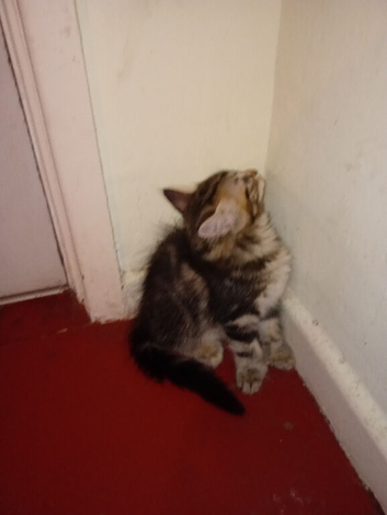 Polydactyl kittens for sale