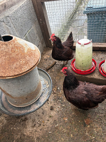 Rhode Island Red Bantam Hens
