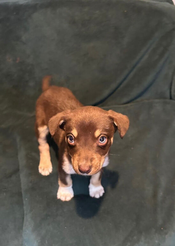 Australian Kelpie x Collie Puppies