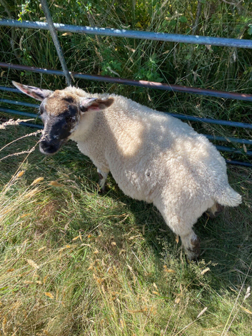 Wethers and Rams