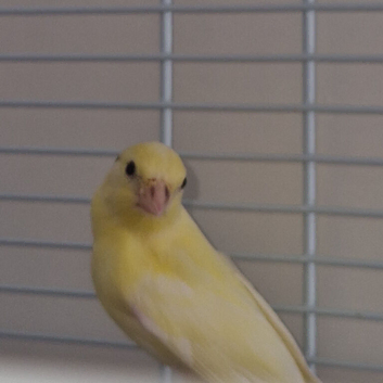 2 baby canaries
