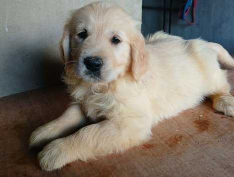4 Gorgeous boys Ready now for new homes
