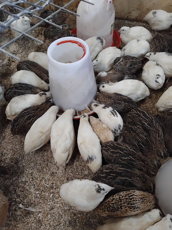 20 jumbo white quail   5 weeks old