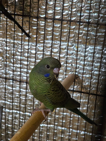 Beautiful bfbw budgies