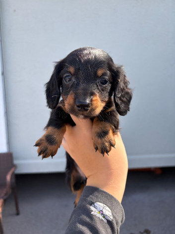 Miniature dachshunds true to type