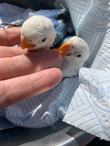 Fisher opaline par blue female youngster