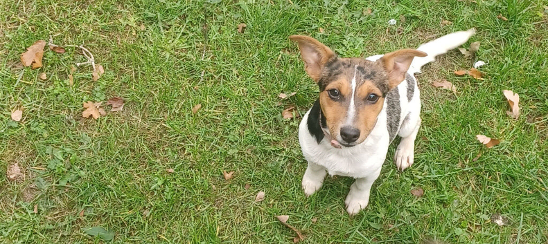 Absolutely stunning jackrussel girl Sienna