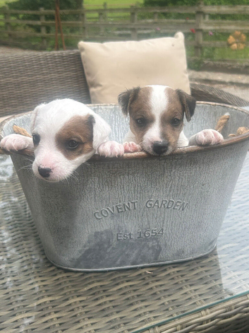 Parson Terrier pups for sale