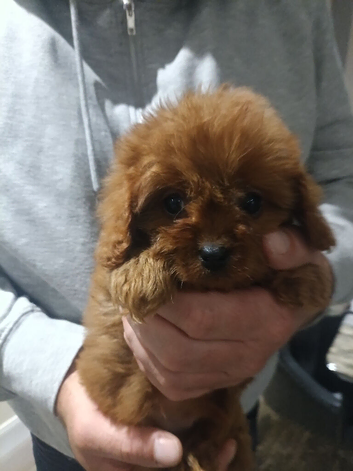Cavapoo Puppies Red ️️ last boy!!
