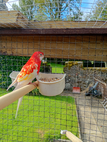 Rosella for sale