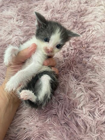 2 kittens remaining ready 24th July