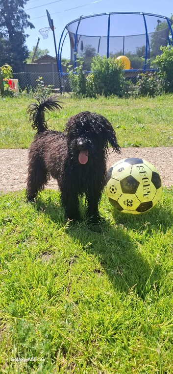 Looking for a forever home our sweet girl