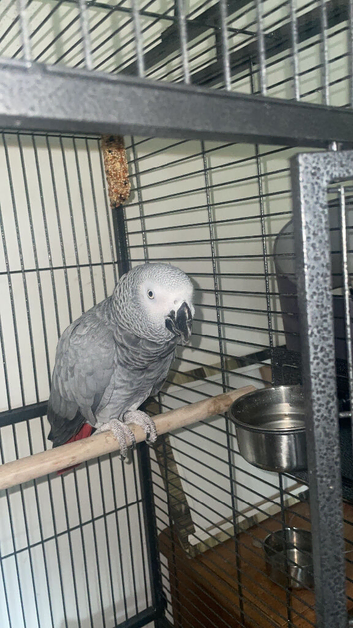 Baby African grey
