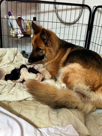 German shepherd puppies