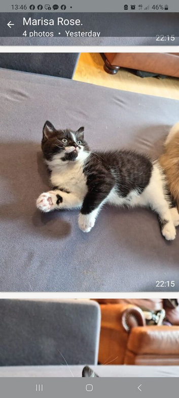 Female kitten