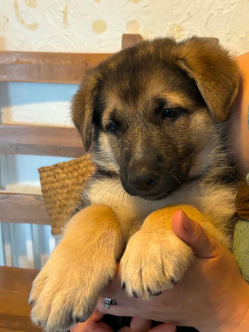️ Family Raised ️ Straight Backed German Shepherd Puppies