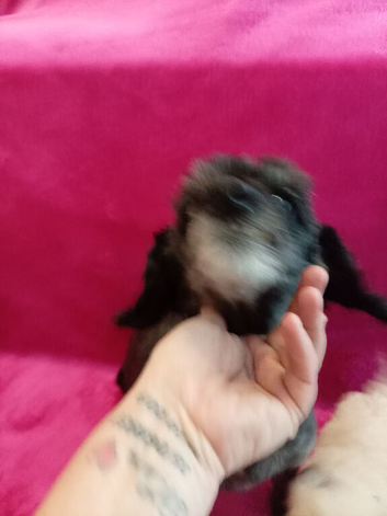 Beautiful toy poodles