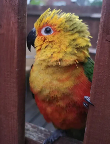 Enzo Jenday Conure