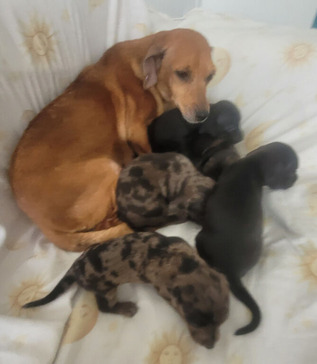 Three quarter standard dachshund quarter jack russel pups