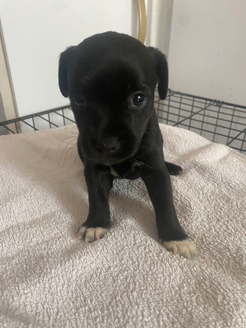 Three beautiful patterjacks for sale