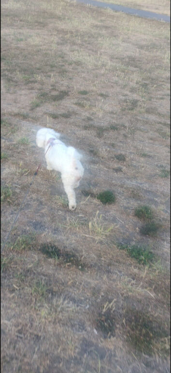 Bichon frise girl 20month