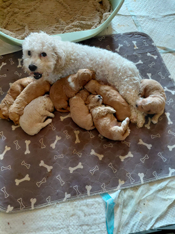 Poochoon pups