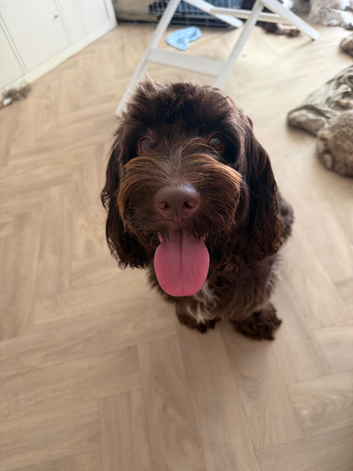 Nellie the sprockerpoo