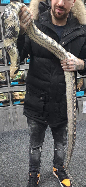 Adult female hypo false water cobra proven