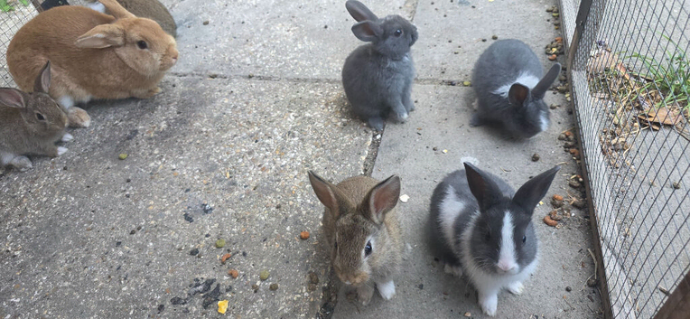 Beautiful baby bunnies
