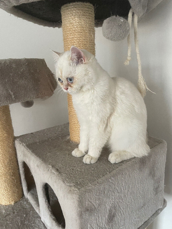 White British Shorthair Female &ndash; Stunning Blue Eyes