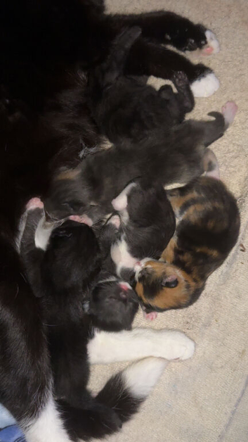 Kittens