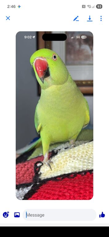 For sale female ring neck