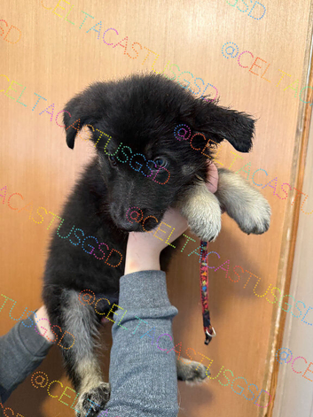 Ready now Stunning kc reg German shepherd pups