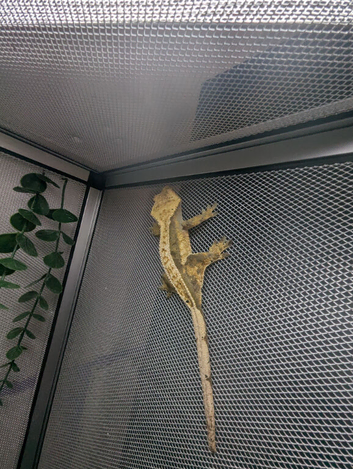 Crest gecko