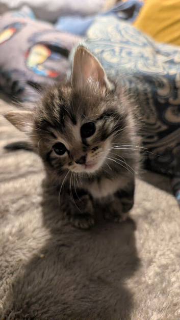 Ragdoll/ Tabby kittens