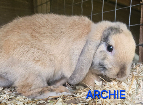 Mini lop baby boy chocolate harlequin