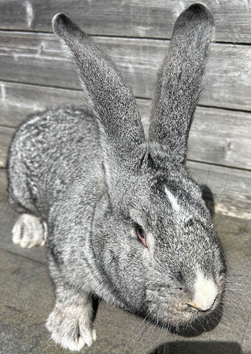 We have the Worlds Biggest Bunnies