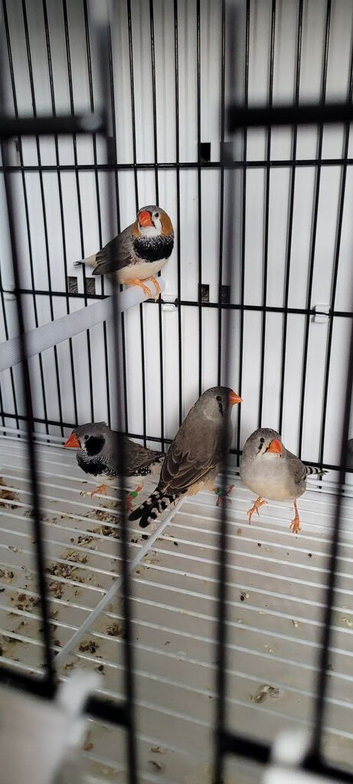 2 pair of zebra finches, 2 female Bengalise