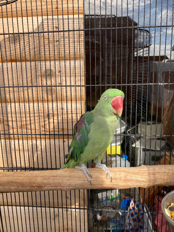 Alexandrian parakeet - 3 y/o