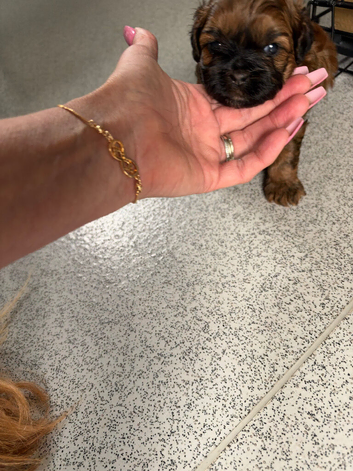 Puppies