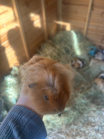 2 Male Guineapig