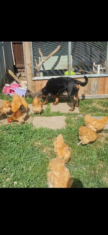 Roosters available