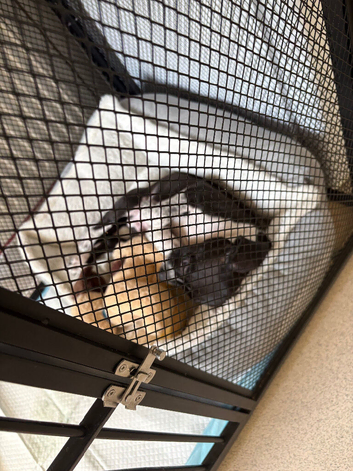 Mixed breed spaniel cross American bull